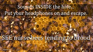 Sounds from Inside the Bee Hive Healthy Honey Bee Sounds ASMR the brood frame healthy resonance [upl. by Lindell]