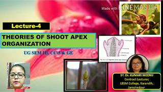 Theories of SHOOT APICAL MERISTEM [upl. by Clayborn]