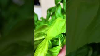 ASMR pesto pasta asmr asmrsounds amsrfood asmreating asmrvideo [upl. by Gypsie]