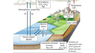 The Global Carbon Cycle Animation climatechange [upl. by Brittney]