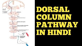 Dorsal Column Pathway In Hindi cnsphysiology physiologynervoussystem neurology Doctors Corner [upl. by Xymenes]