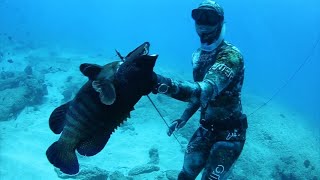 Spearfishing Giant Lingcod [upl. by Cyler581]