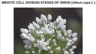 MEIOTIC CELL DIVISION STAGES OF ONION Allium cepa L [upl. by Adabelle490]