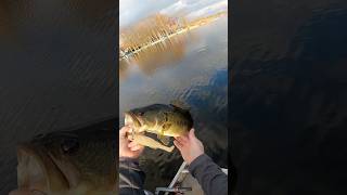 Fall swimbait fishing around shallow cover magdraft michigan [upl. by Justin]