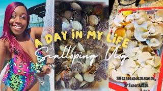 2024 Scalloping Season  Catch Clean Cook [upl. by Lallage914]