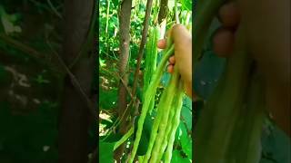 Growing harvest cowpea in my garden 🌱 [upl. by Vaughn332]