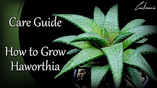 Haworthia Care Guide  How I Care for my Haworthia Succulent Plants [upl. by Lanoil95]