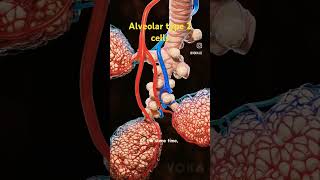 Alveolar type 2 cells [upl. by Eugirne122]