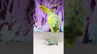 MMA Shorts  Puffer Fish Attack On Blue Crayfish crayfish crawfish pufferfish pufferfish [upl. by Harikahs]