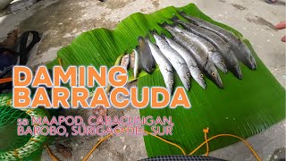 BARRACUDA  Mini Harvest Sayang yong na Unhook [upl. by Euqininod]