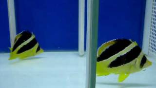 Mitratus Butterfly  Chaetodon Mitratus   Reborn Aquarium [upl. by Schulman]