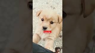 Cute Dog Barking dog dogbarking [upl. by Neerhtak756]