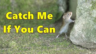 Cat TV  Mice on The Run 🐭 Jerry Mouse for Cats to Watch ⭐ 8 HOURS ⭐ [upl. by Stearn]