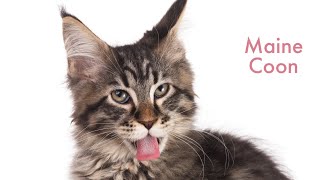 The largest cat breed vs smallest cat breed  Awesome Fun Facts about Cats part 1 funfacts asmr [upl. by Simah]