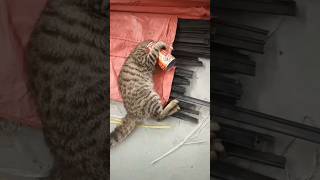 I helped the cat stuck in the food box help animalrescuer horse animals [upl. by Nimrak]