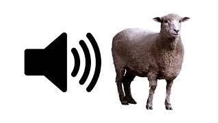 Sheep  Sound Effect  ProSounds [upl. by Alikam]