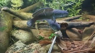 Snakehead channa stewartii feeding biotop aquarium [upl. by Yasnil787]