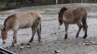 Prezwalskipaarden  Przewalskis horses Planckendael [upl. by Ahsiener]