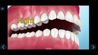 Dental Anatomy part3D avesh quarterbackguideeducation [upl. by Ahsinam]