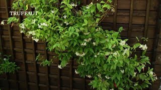 Jasmin étoilé  plantation et entretien  Truffaut [upl. by Ilsel443]