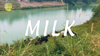 Milk  Soft Music Oasis Gentle Melodies for Relaxation  Part 65 [upl. by Kitti]