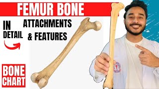 femur bone anatomy 3d  anatomy of femur bone attachments anatomy  bones of lower limb anatomy [upl. by Anaeda]