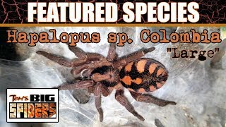 Featured Species 6 Hapalopus sp Colombia Large quotPumpkin Patchquot Care [upl. by Lecrad728]