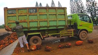 DUMP TRUK BIN HINO DUTRO MUATAN BERONDOLAN [upl. by Atinaw]