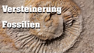 Evolution Fossilien Versteinerung [upl. by Towrey69]