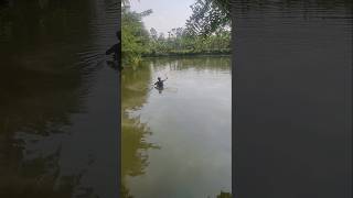 ফাইটোপ্লাংটন তৈরি করতে গিয়ে কি হলো এটা  bangla minivlog fish [upl. by Kakalina536]