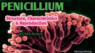 Penicillium  Structure Characteristics amp Reproduction  BSMSBotany  Urdu amp Hindi [upl. by Kirstin43]