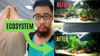 Building an ECOSYSTEM aquarium [upl. by Ennyrb]