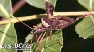 Leptoglossus sp  Leaffooted bug species Coreidae  Anisoscelini percevejo [upl. by Mcbride806]