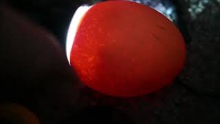 Candling 10DayOld Chicken Eggs [upl. by Uzzial]