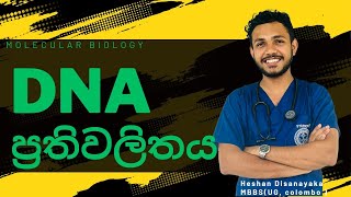 DNA Replication  DNA ප්‍රතිවලිත වීම  DNA Replication Biology Sinhala Medium [upl. by Penhall201]