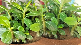 DIY Adenium Seedling Repotting Using Recycled Containers Adenium Seedling Care [upl. by Wj]