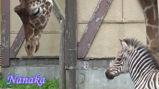 09 Cute zebra baby NANAKAs adventure シマウマの赤ちゃんの成長記録【Cute animal baby videos】【羽村市動物公園】 [upl. by Miarhpe]