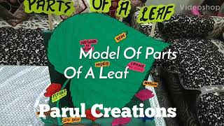 Model of Parts Of A Leaf [upl. by Dunkin792]