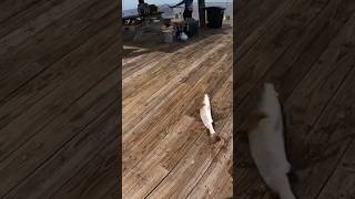 Slot Redfish at Bokeelia Fishing Pier florida fish fishing redfish shorts short [upl. by Mendive]