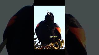 Red winged blackbird singing [upl. by Maillliw]