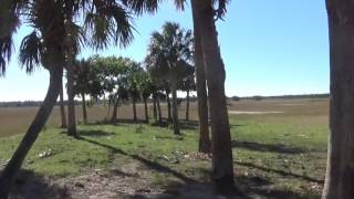 Floodplain Timucua Indian Mound at Little Big Econ State Forest [upl. by Cheyne]