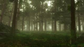 Forest Sounds  Woodland Ambience Bird Song [upl. by Ede]