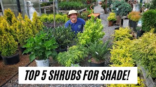 Top 5 Shrubs for Shade SampK Greenhouse [upl. by Froemming]