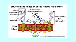 311 2 Glycocalyx Sugars Covalen link Membrane [upl. by Solokin794]