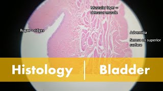 Histology of the Bladder [upl. by Wivina]