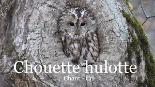 Chouette hulotte  chant et cri [upl. by Moulden519]