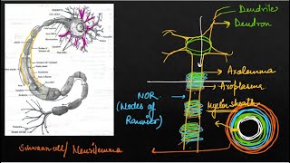 Neural Control and Coordination I Nervous System I Neuron I Biology I NEET 2025 [upl. by Anallise]