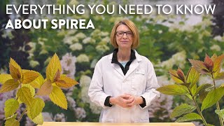 Everything You Need to Know About Spirea [upl. by Kenimod]