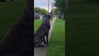 200lb Mastiff 2min Training Session Session mastiff dog training [upl. by Emawk]