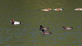 Pochard x Tufted Duck hybrid on the Long Water [upl. by Ainitsirhc]